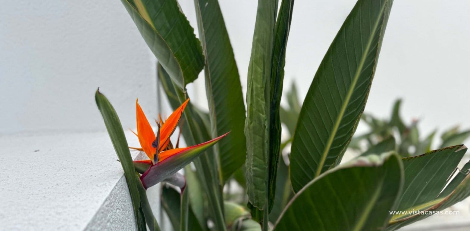 Chalet de 4 habitaciones en Los Balcones en venta - 495.000 € (Ref: 8828764)