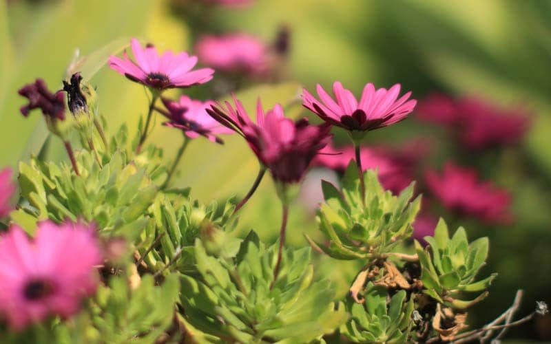 2 quarto Apartamento para venda em Estepona com piscina - 550 000 € (Ref: 7543835)