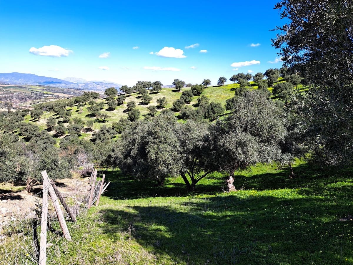 Ubebygd land til salgs i Coin - € 140 000 (Ref: 7419508)