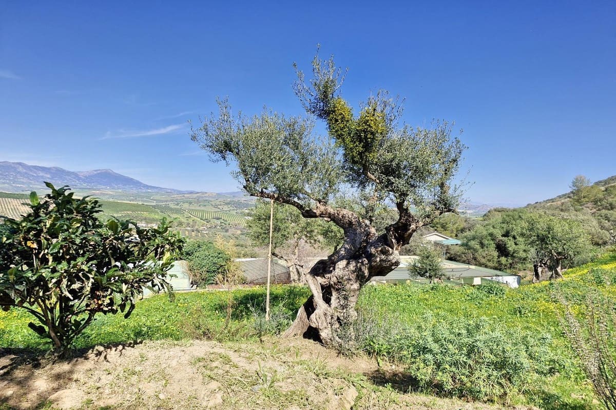 3 soveværelse Finca/Landehus til salg i Coin med swimmingpool garage - € 465.000 (Ref: 8816857)