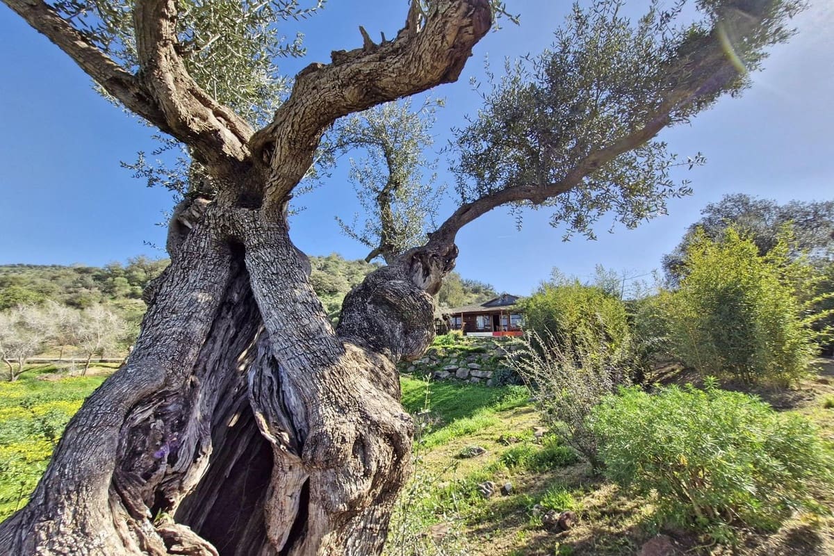 3 chambre Finca/Maison de Campagne à vendre à Coin avec piscine garage - 465 000 € (Ref: 8816857)