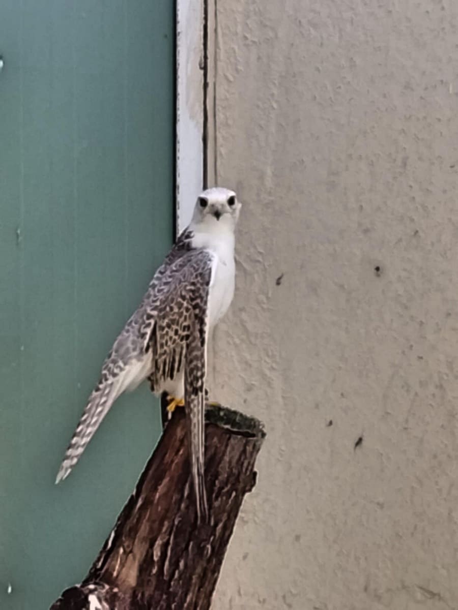 3 bedroom Commercial for sale in Coin with pool garage - € 795,000 (Ref: 9737337)