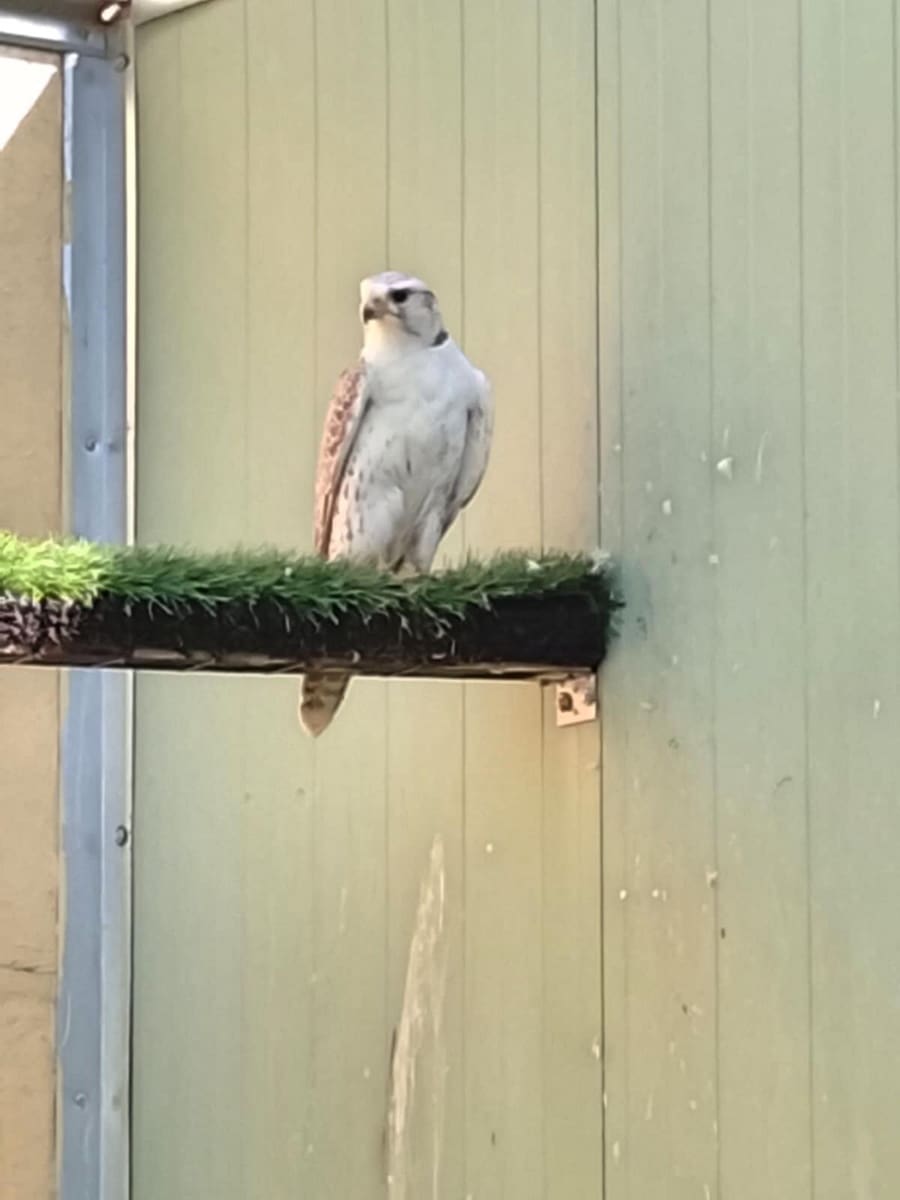 3 bedroom Commercial for sale in Coin with pool garage - € 795,000 (Ref: 9737337)