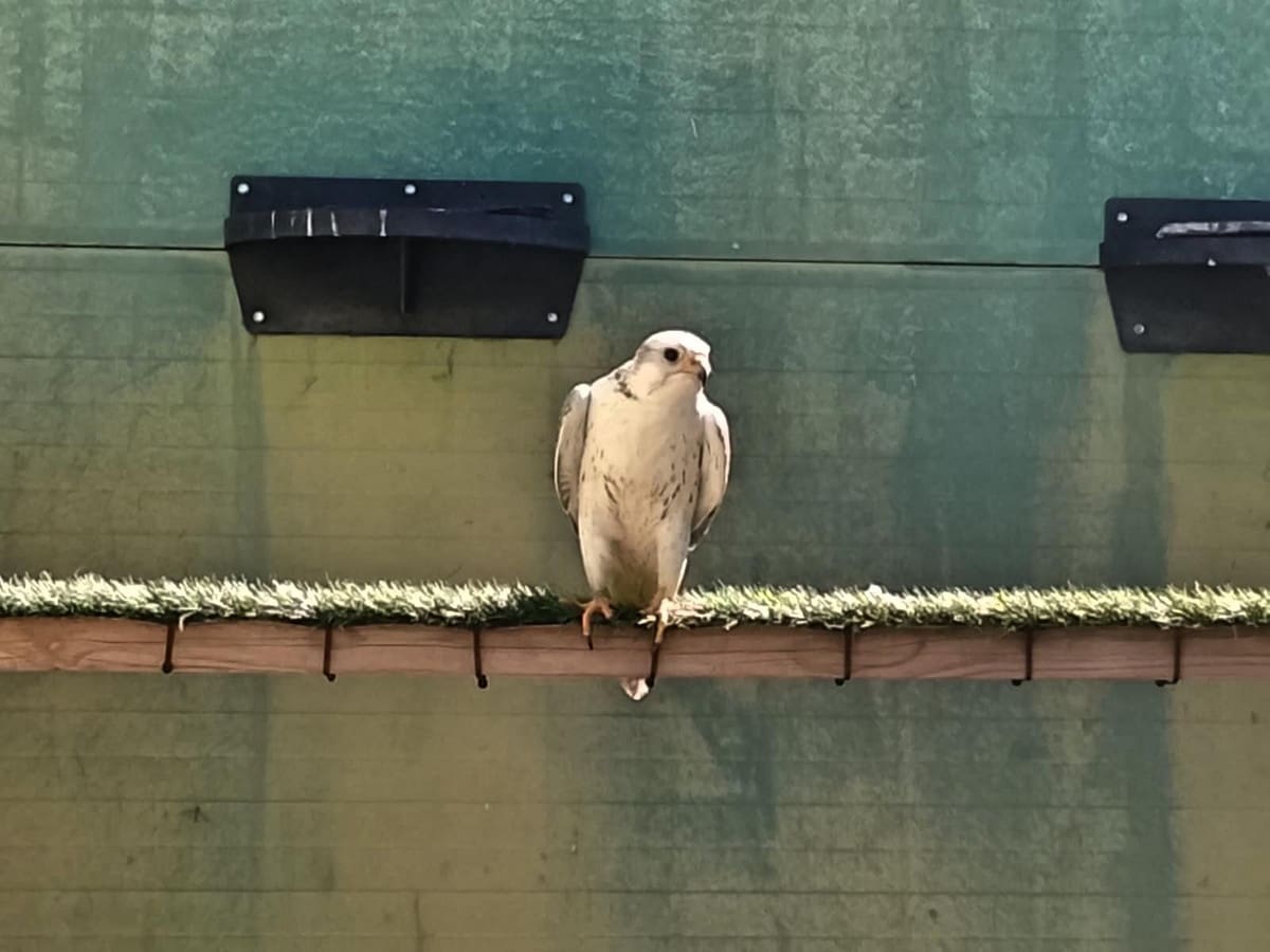 3 bedroom Commercial for sale in Coin with pool garage - € 795,000 (Ref: 9737337)