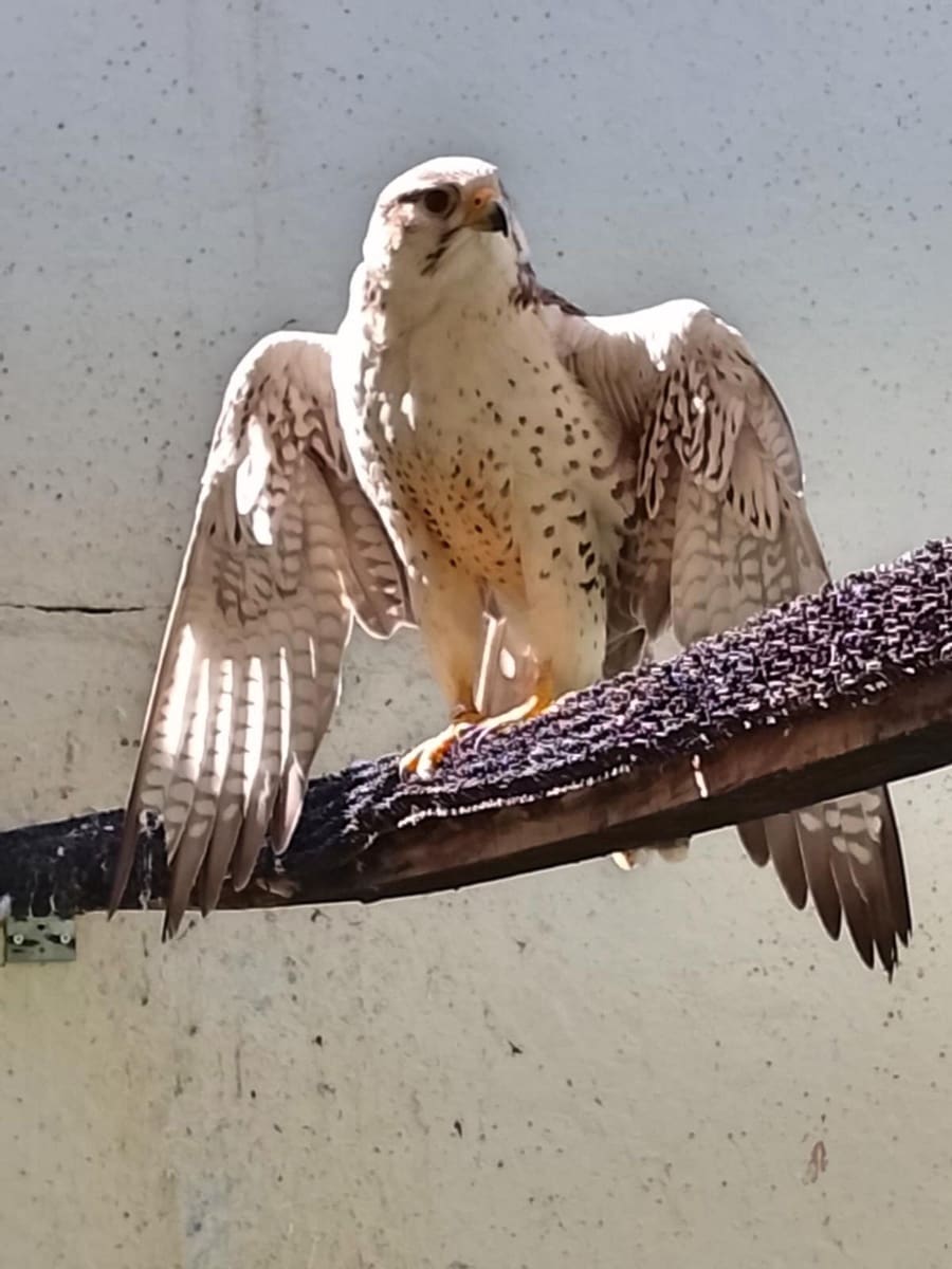 3 bedroom Commercial for sale in Coin with pool garage - € 795,000 (Ref: 9737337)