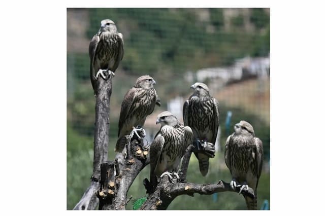 3 soveværelse Erhverv til salg i Coín med swimmingpool garage - € 795.000 (Ref: 9737337)