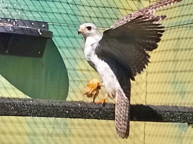 3 chambre Local Commercial à vendre à Coín avec piscine garage - 795 000 € (Ref: 9737337)