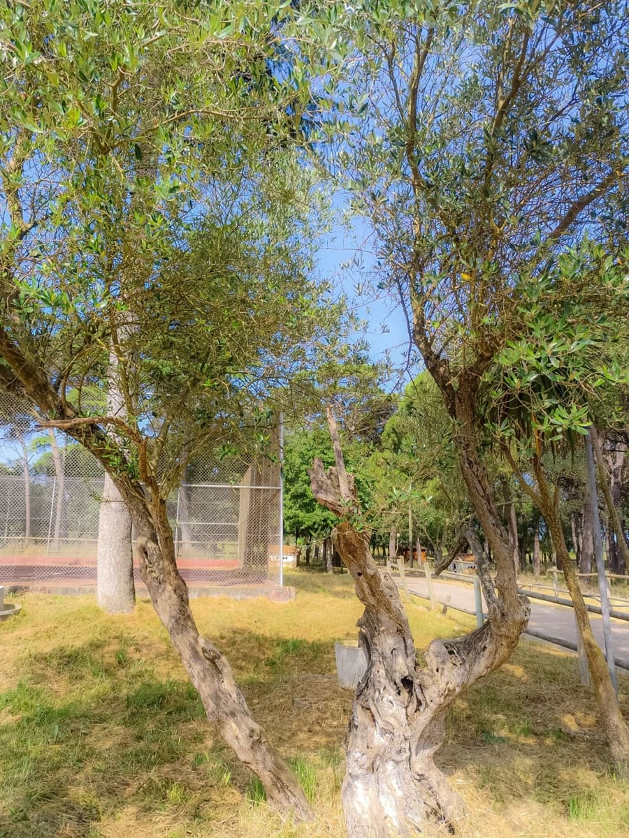 5 soveværelse Villa til salg i Caldes de Malavella med swimmingpool garage - € 875.000 (Ref: 9064916)