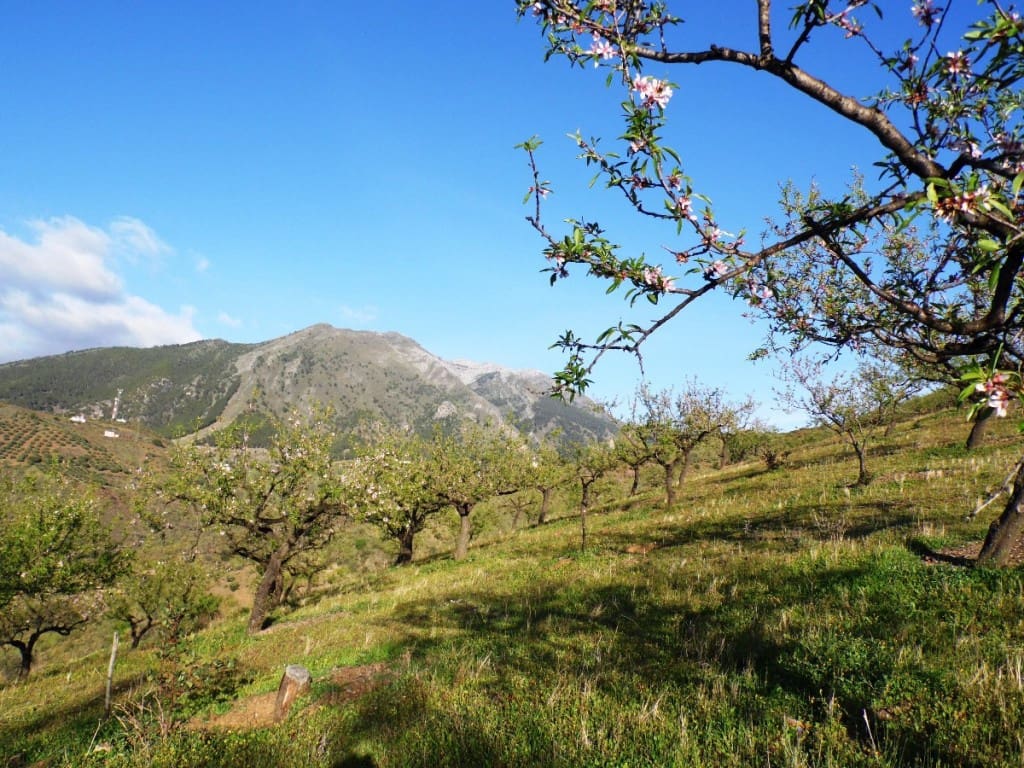 4 soveværelse Finca/Landehus til salg i Canillas de Aceituno - € 395.000 (Ref: 5924325)