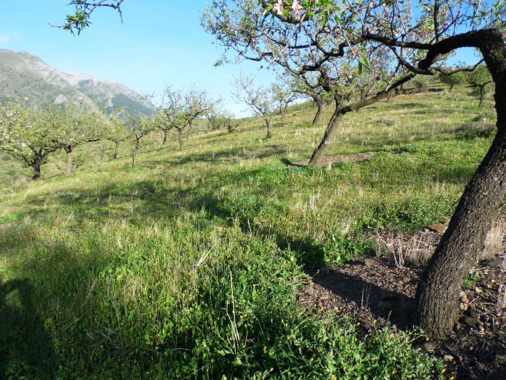 4 soveværelse Finca/Landehus til salg i Canillas de Aceituno - € 395.000 (Ref: 5924325)