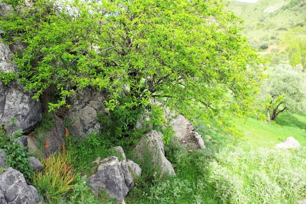 4 soveværelse Finca/Landehus til salg i Alcaucin - € 250.000 (Ref: 6050379)