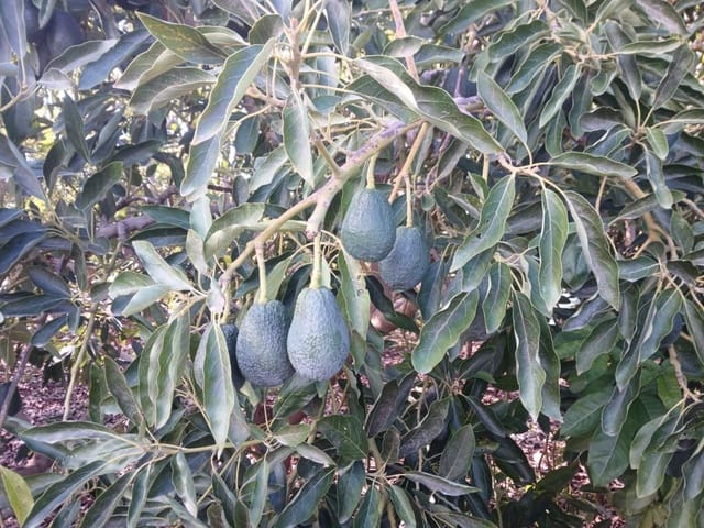 2 soveværelse Finca/Landehus til salg i Nerja med swimmingpool - € 465.000 (Ref: 9419025)