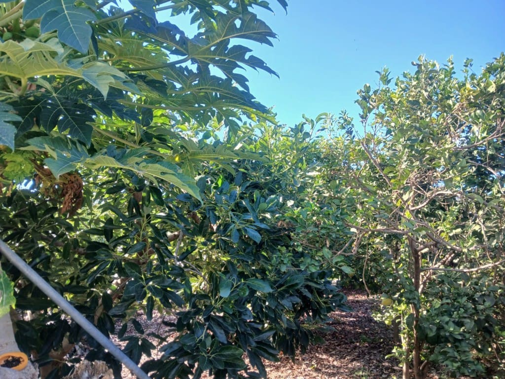 2 soveværelse Finca/Landehus til salg i Nerja med swimmingpool - € 465.000 (Ref: 9419025)