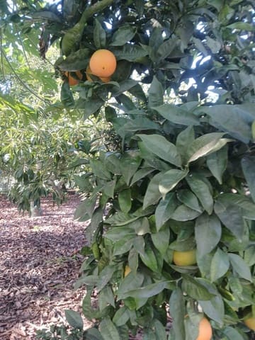 2 soveværelse Finca/Landehus til salg i Nerja med swimmingpool - € 465.000 (Ref: 9419025)