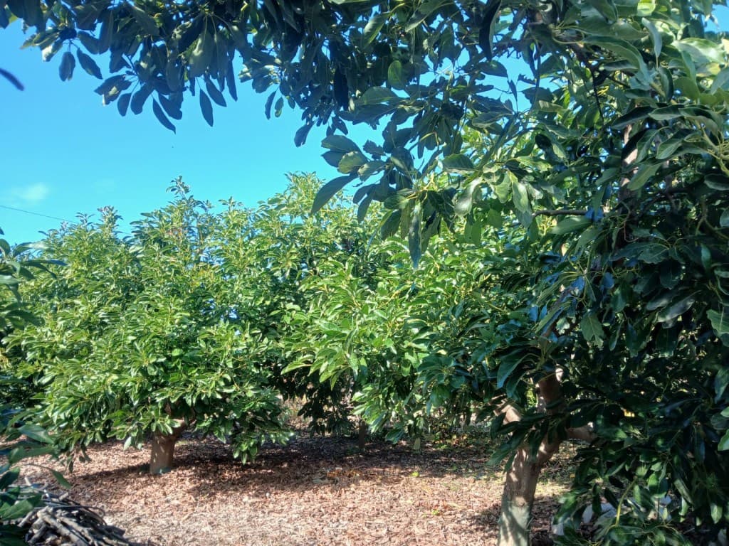 2 soveværelse Finca/Landehus til salg i Nerja med swimmingpool - € 465.000 (Ref: 9419025)