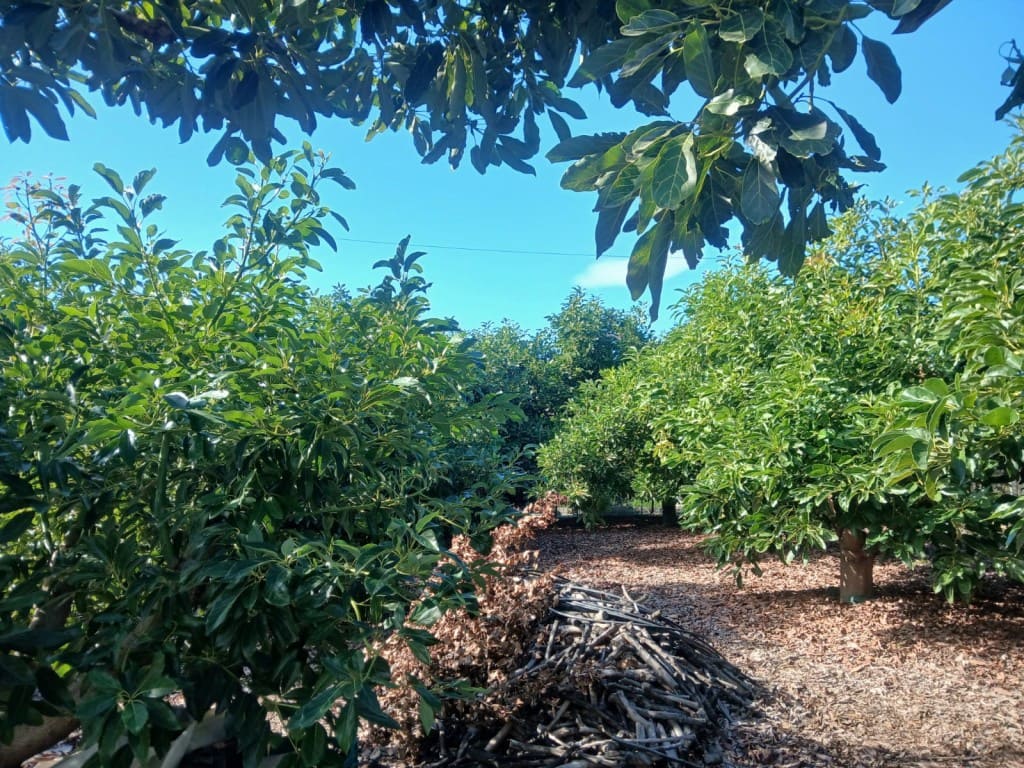 2 soveværelse Finca/Landehus til salg i Nerja med swimmingpool - € 465.000 (Ref: 9419025)