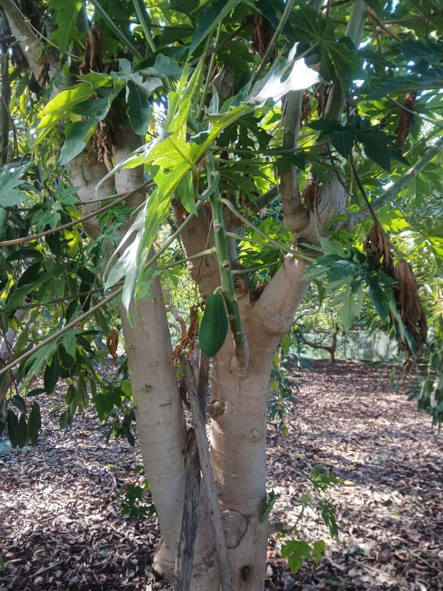 2 soveværelse Finca/Landehus til salg i Nerja med swimmingpool - € 465.000 (Ref: 9419025)