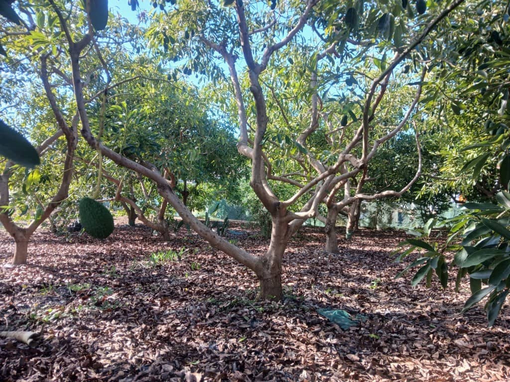 2 soveværelse Finca/Landehus til salg i Nerja med swimmingpool - € 465.000 (Ref: 9419025)