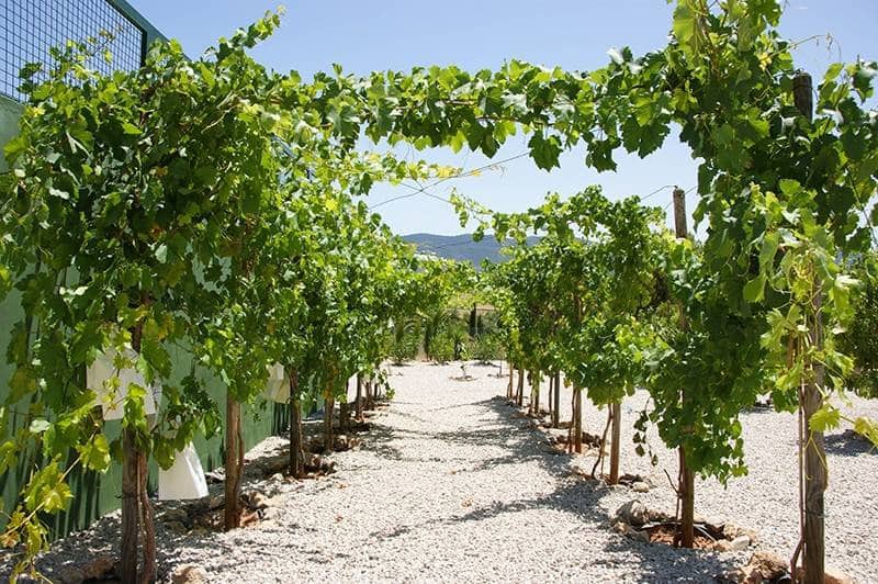 5 makuuhuone Huvila myytävänä paikassa Hondon de las Nieves mukana uima-altaan - 1 799 000 € (Ref: 8207371)