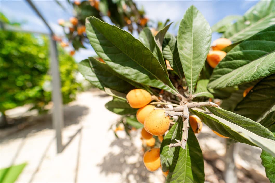 4 makuuhuone Huvila myytävänä paikassa El Chaparral mukana uima-altaan - 495 000 € (Ref: 9527192)