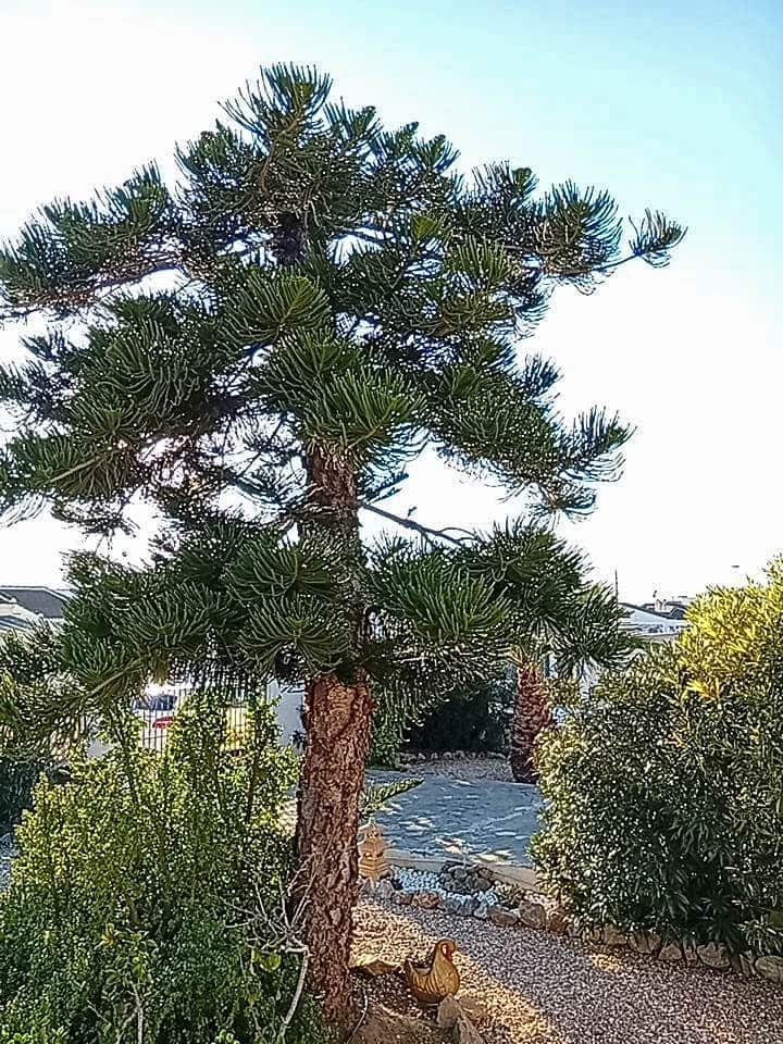 4 chambre Villa/Maison à vendre à El Chaparral avec garage - 460 000 € (Ref: 9651331)