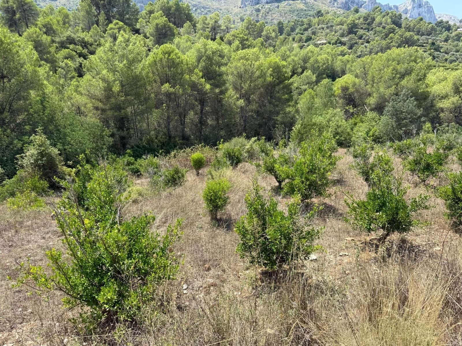 Undeveloped Land for sale in Beniali - € 45,000 (Ref: 10040145)