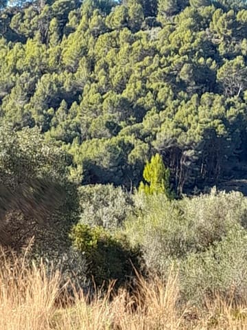 Terreno Non Edificato in vendita in Benidoleig - 30.000 € (Rif: 10040146)