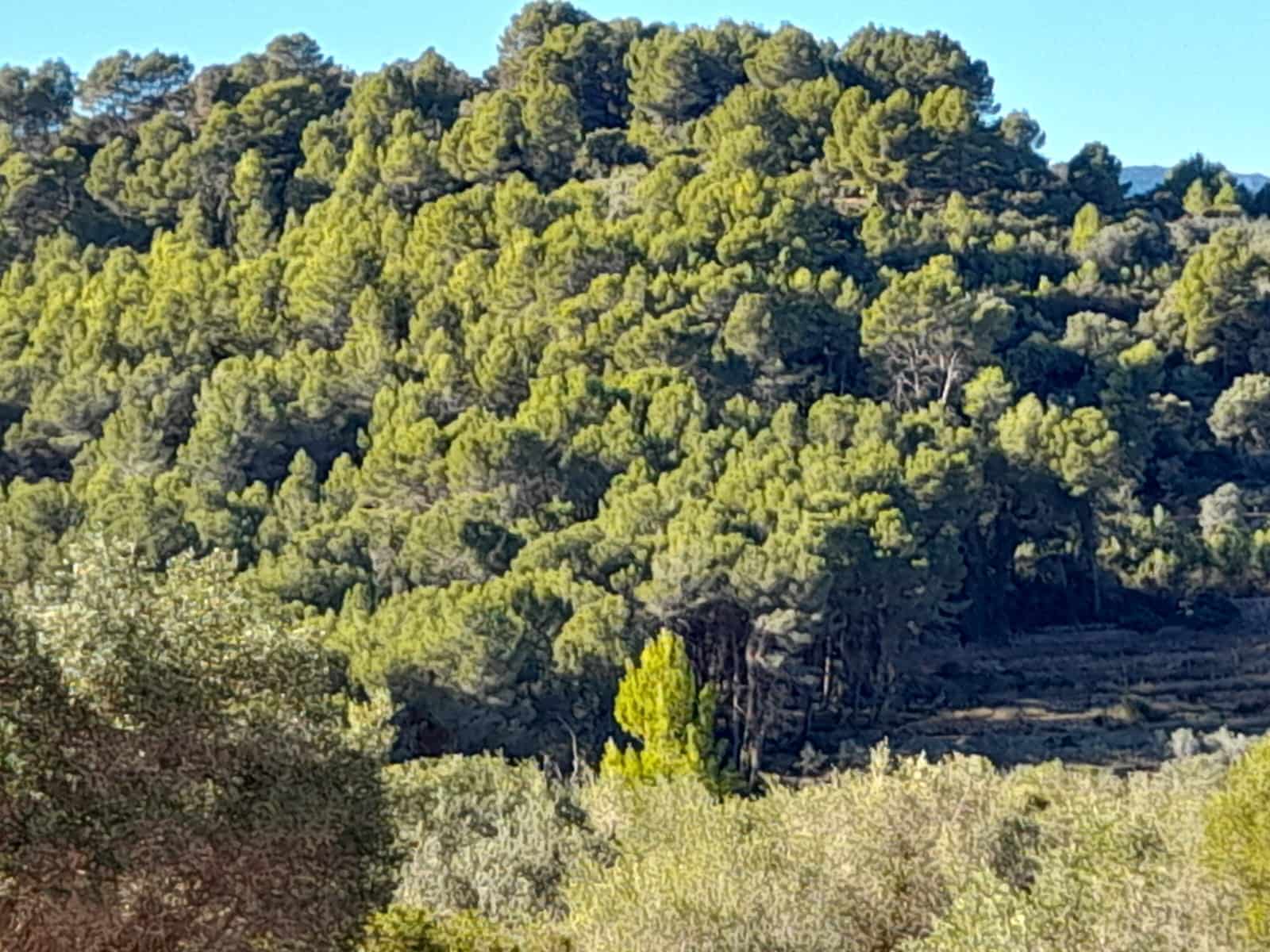 Terreno Non Edificato in vendita in Benidoleig - 30.000 € (Rif: 10040146)