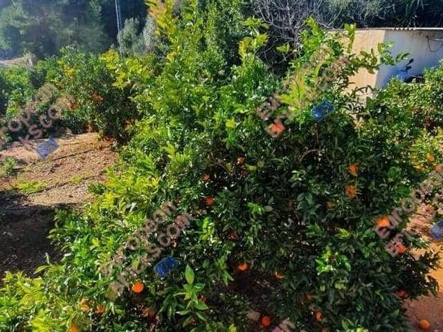 Finca/Casa Rural de 4 habitaciones en Xàtiva en venta - 175.000 € (Ref: 10049436)