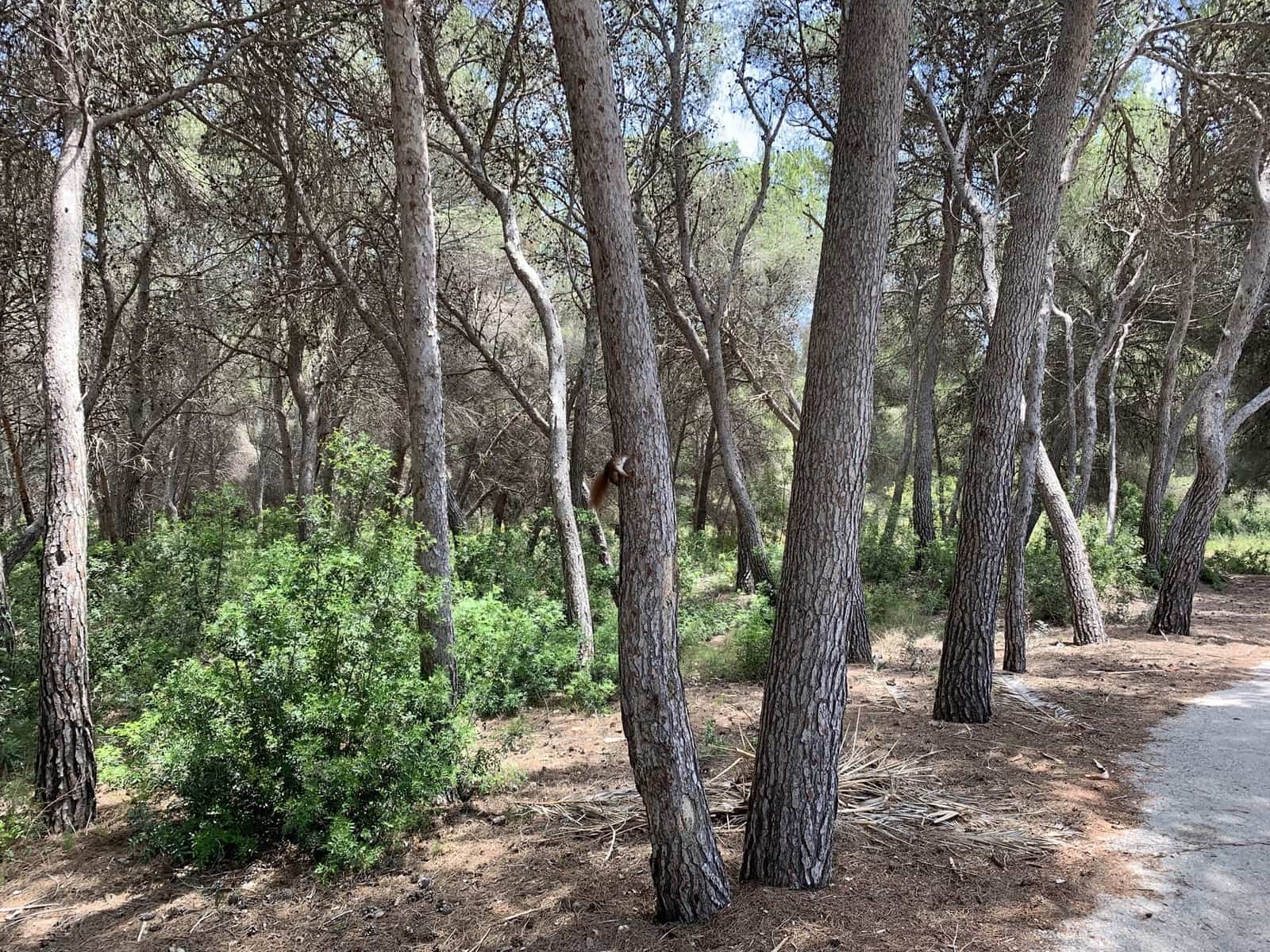 Byggetomt til salgs i Moraira - € 292 000 (Ref: 7246069)