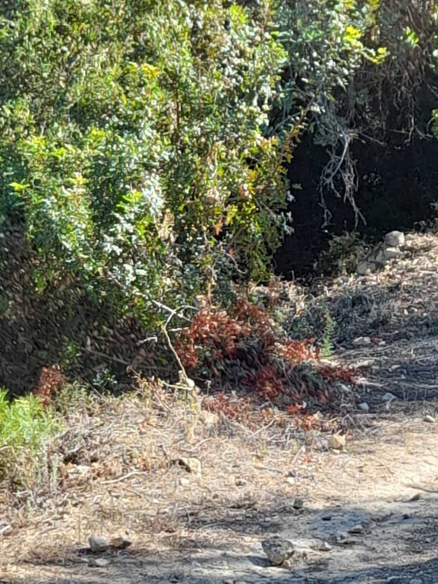 Grunde uden byggetilladelser til salg i Benidoleig - € 30.000 (Ref: 8374307)