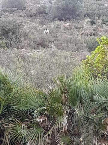 Undeveloped Land for sale in Benidoleig - € 30,000 (Ref: 8374307)