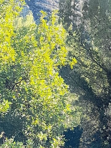 Undeveloped Land for sale in Benidoleig - € 30,000 (Ref: 8374307)