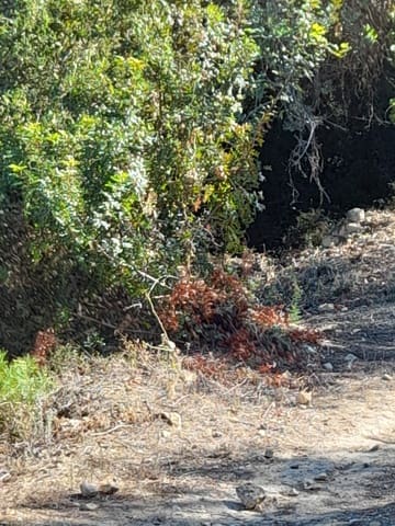 Undeveloped Land for sale in Benidoleig - € 30,000 (Ref: 8374307)