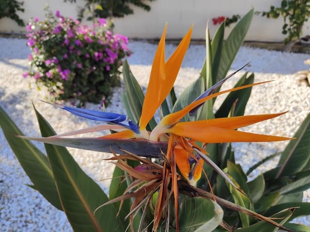 2 bedroom Apartment for sale in Dénia with pool - € 381,000 (Ref: 8769209)