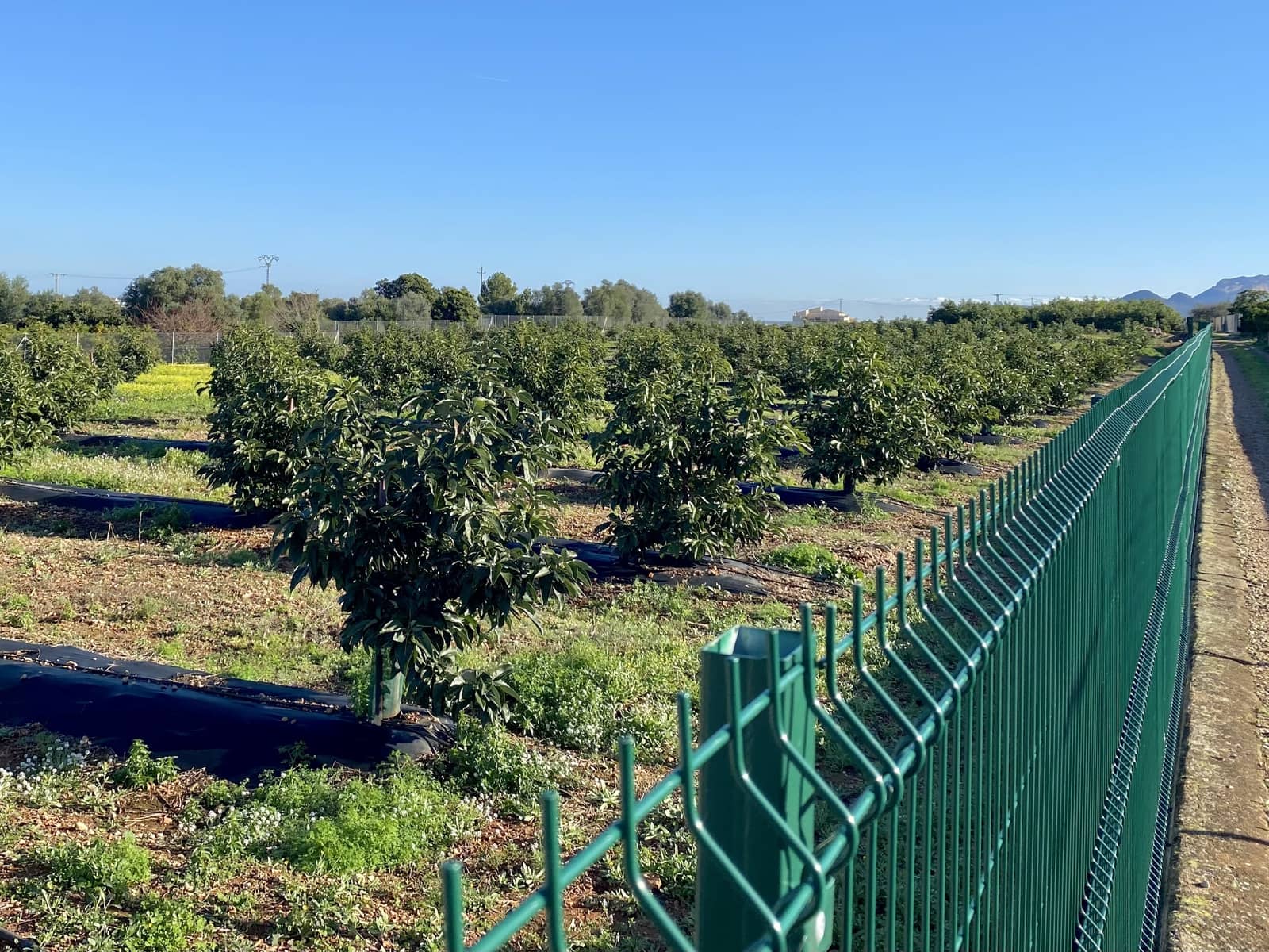 5 soverom Villa til salgs i Benidoleig med svømmebasseng - € 1 650 000 (Ref: 9610007)