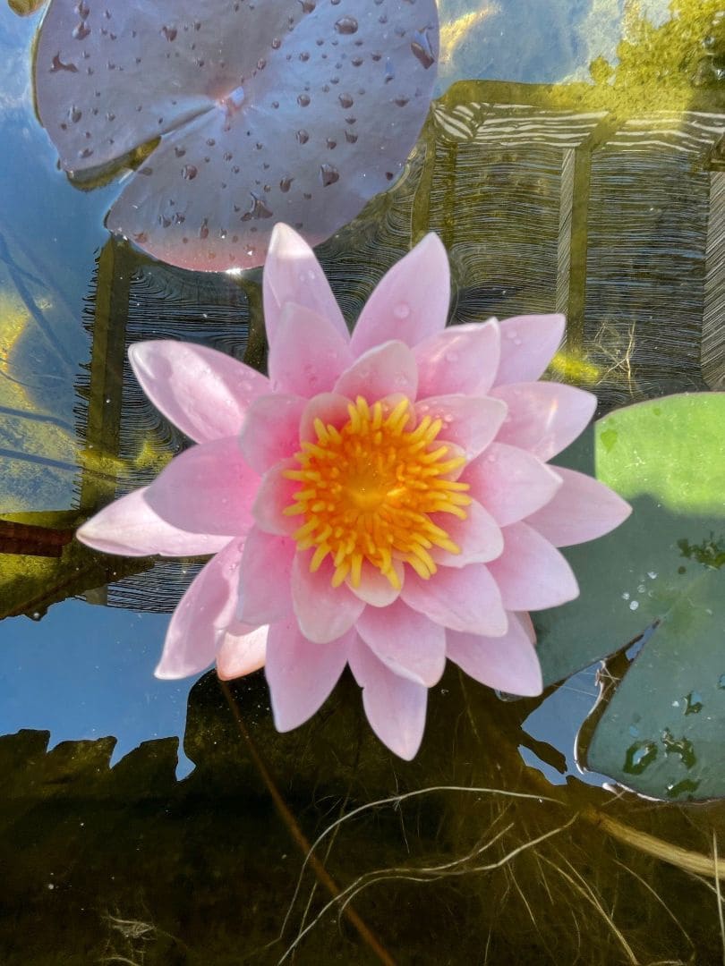 3 soveværelse Villa til leje i Nerja med swimmingpool garage - € 1.500 (Ref: 8758571)