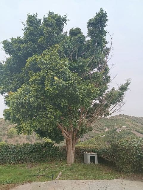 2 soveværelse Finca/Landehus til leje i Frigiliana med garage - € 1.100 (Ref: 9427971)