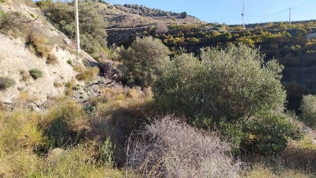 Terre non Aménagée à vendre à Maro - Cuevas de Nerja, Nerja - 50 000 € (Ref: 9511214)