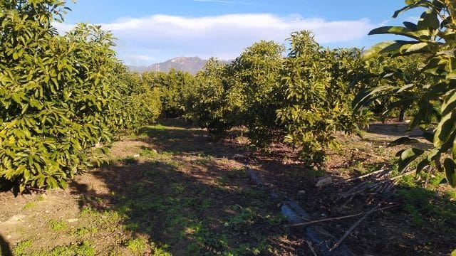 Terreno/Finca Rústica en Maro - Cuevas de Nerja, Nerja en venta - 289.000 € (Ref: 9650366)