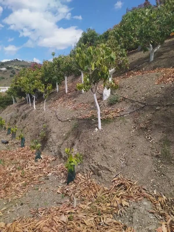 Undeveloped Land for sale in Frigiliana - € 149,200 (Ref: 9827972)