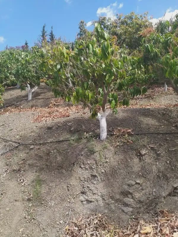 Undeveloped Land for sale in Frigiliana - € 149,200 (Ref: 9827972)