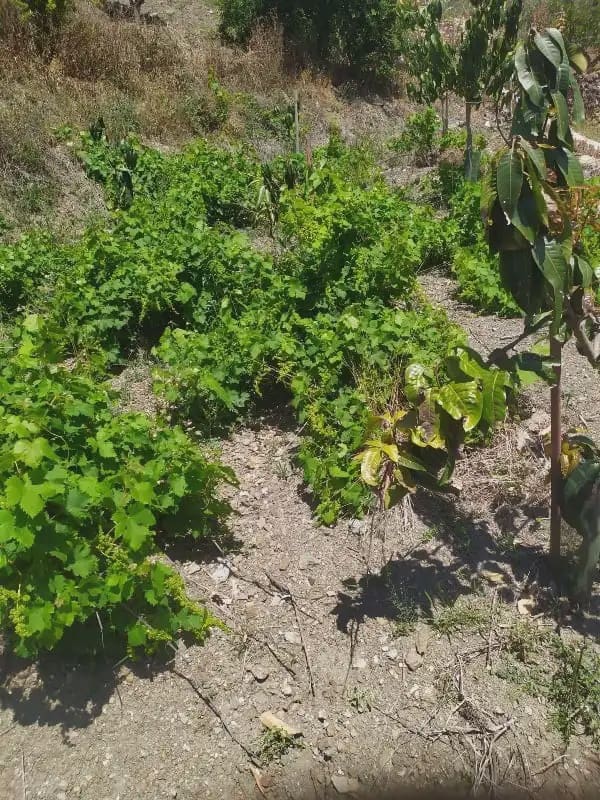 Undeveloped Land for sale in Frigiliana - € 149,200 (Ref: 9827972)