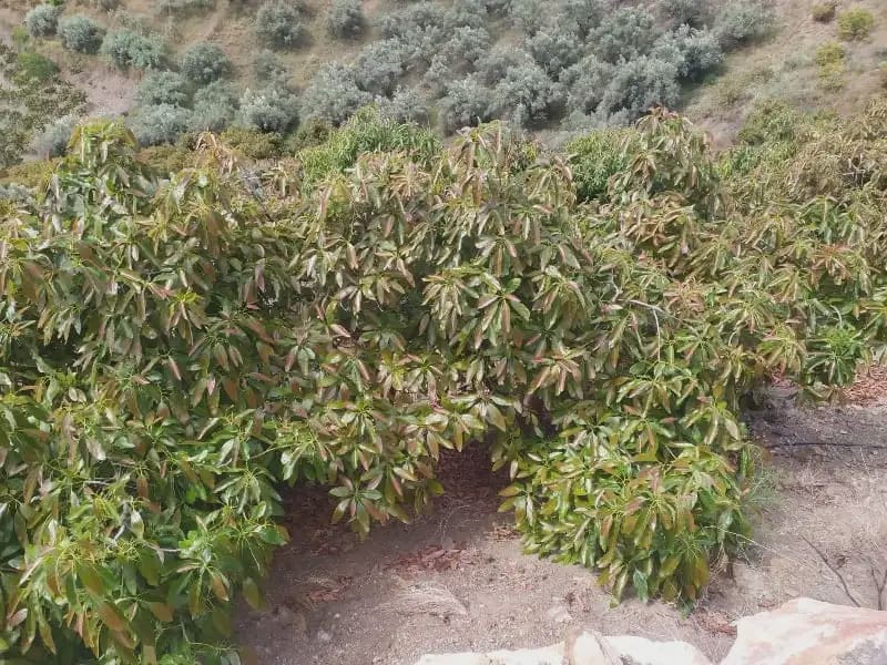 Undeveloped Land for sale in Frigiliana - € 149,200 (Ref: 9827972)