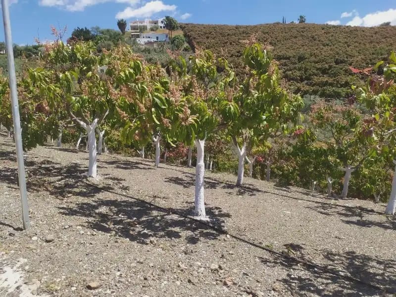 Undeveloped Land for sale in Frigiliana - € 149,200 (Ref: 9827972)