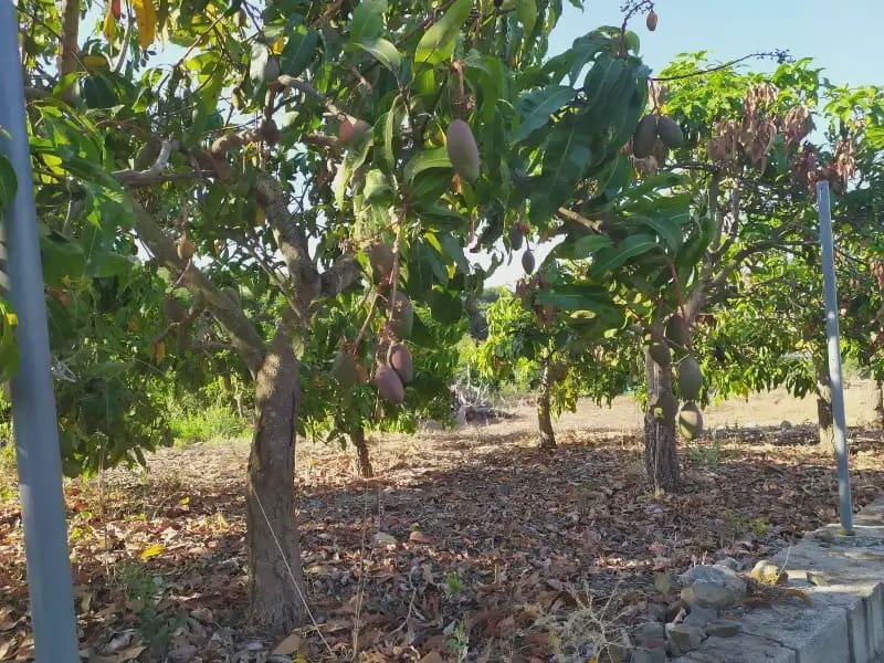 Terreno Non Edificato in vendita in Frigiliana - 155.000 € (Rif: 9940746)