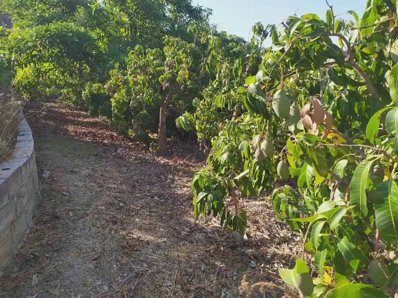 Terreno Non Edificato in vendita in Frigiliana - 155.000 € (Rif: 9940746)
