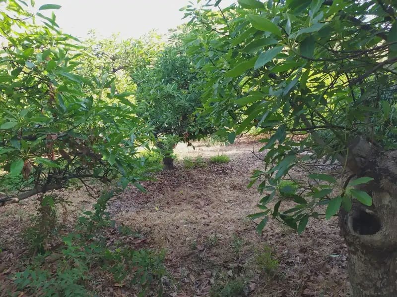 Terreno Non Edificato in vendita in Frigiliana - 155.000 € (Rif: 9940746)