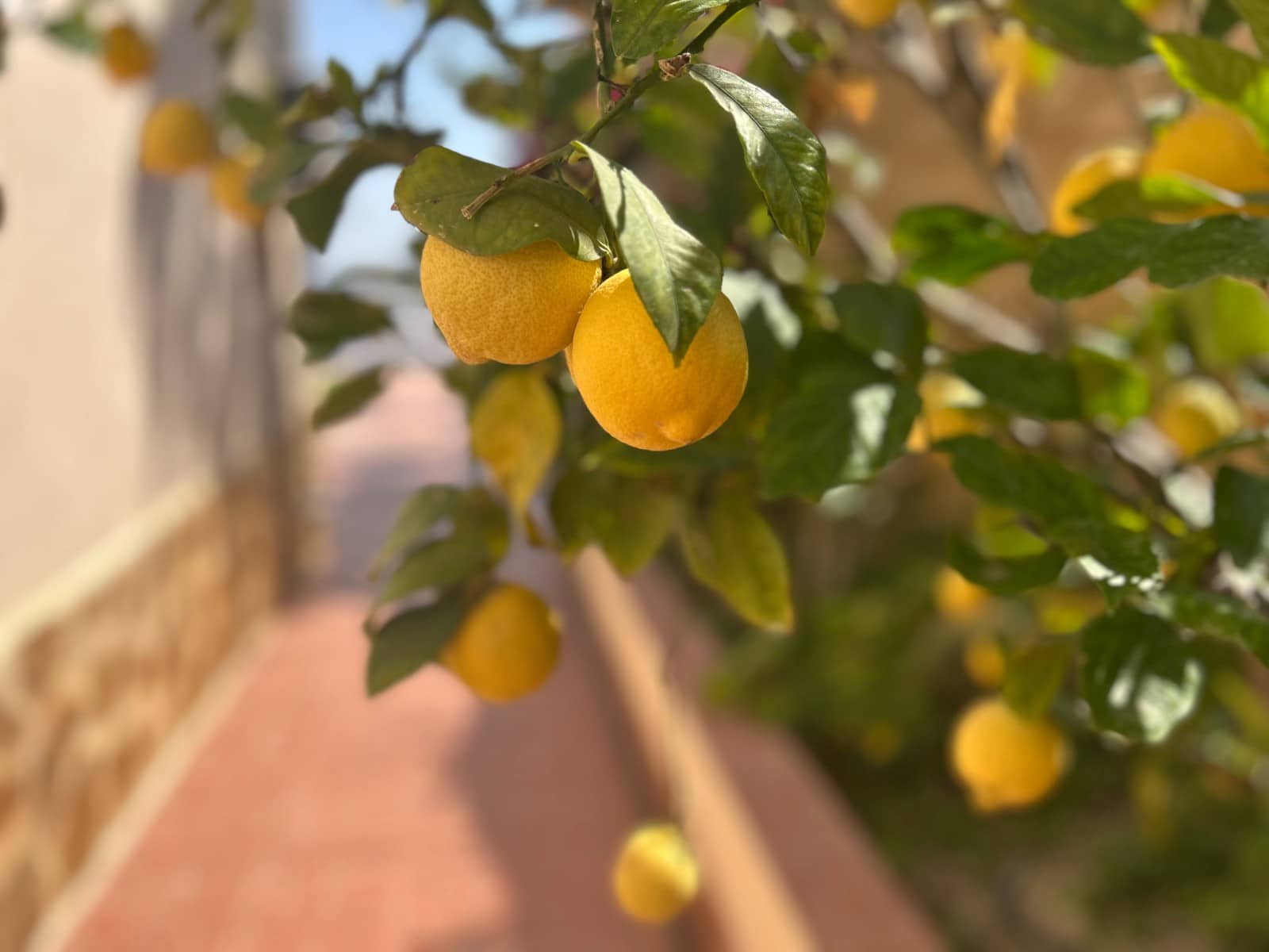 3 sypialnia Willa na sprzedaż w Algorfa z basenem - 599 990 € (Ref: 9042319)