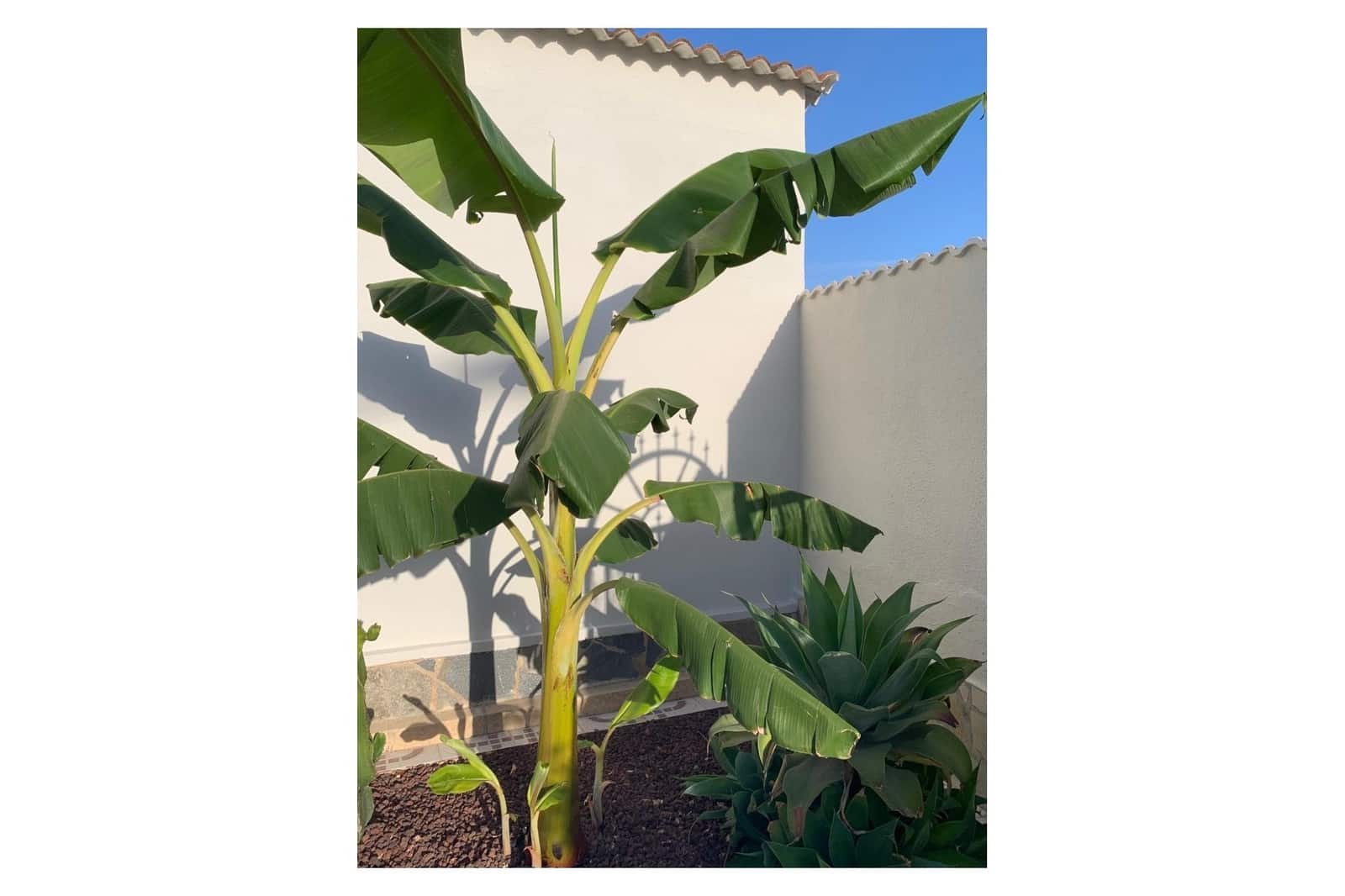 4 chambre Villa/Maison à vendre à Ciudad Quesada avec piscine - 530 000 € (Ref: 9126827)